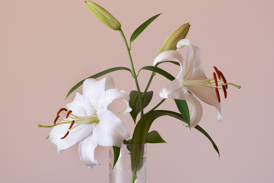 website 900x600 (22)